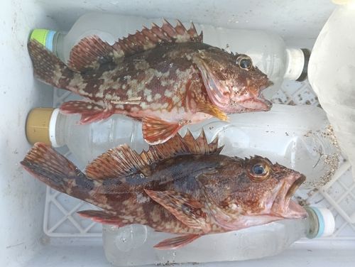 カサゴの釣果