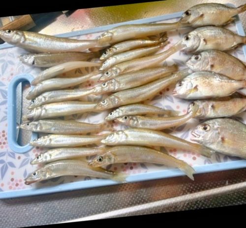 キスの釣果