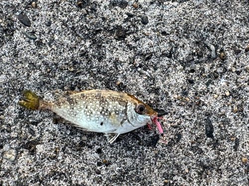 アイゴの釣果