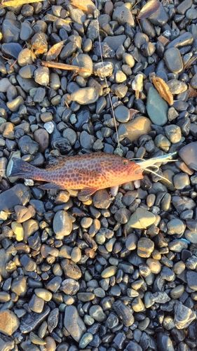 オオモンハタの釣果