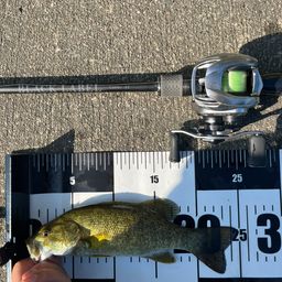 スモールマウスバス