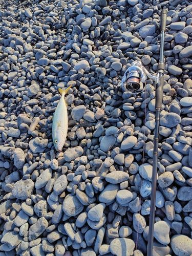 ワカシの釣果