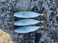 ワラサの釣果