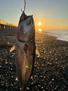 マルソウダの釣果