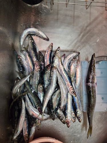 ウルメイワシの釣果