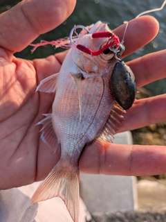 チャリコの釣果