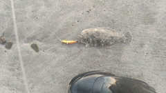 ソゲの釣果