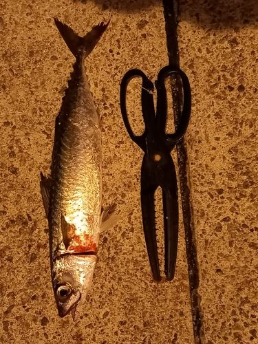 サバの釣果