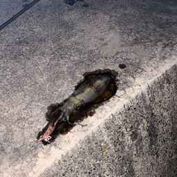 アオリイカ