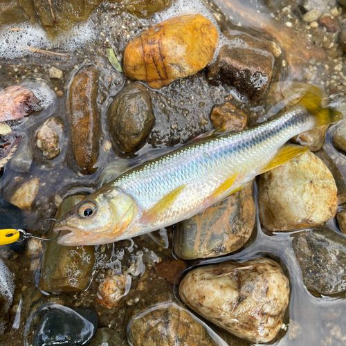 カワムツの釣果