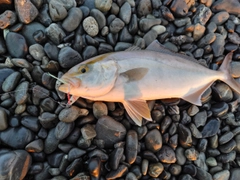 ショゴの釣果