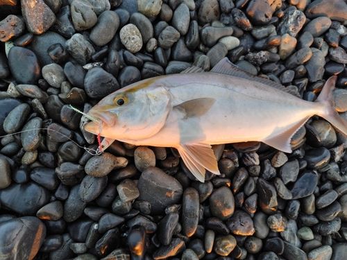 ショゴの釣果