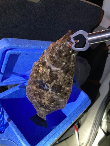 ヒラメの釣果