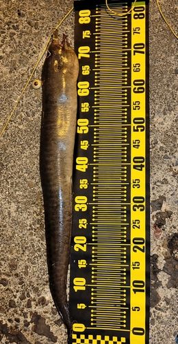 ウツボの釣果