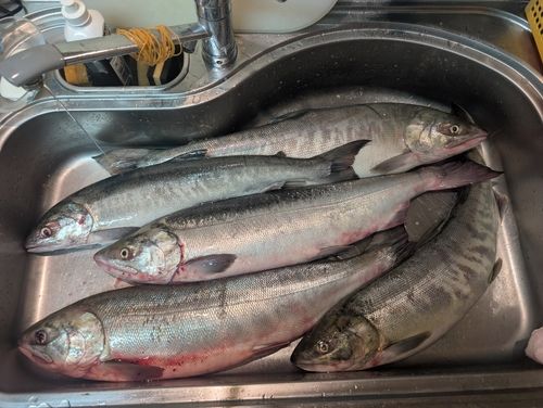 アキアジの釣果