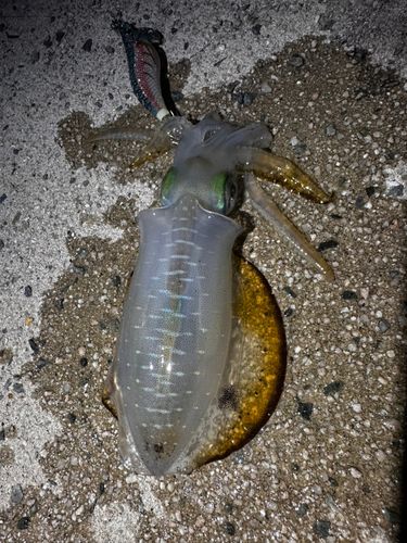 菅浦湾