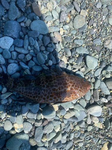 オオモンハタの釣果