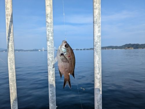 スズメダイの釣果