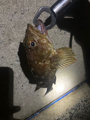 常滑りんくう釣り護岸