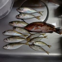 アジ