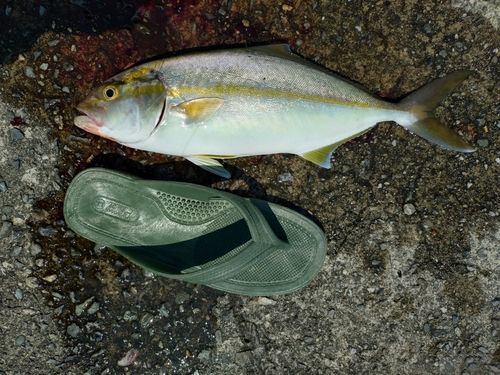 ネイリの釣果