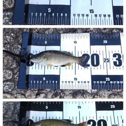 スモールマウスバス