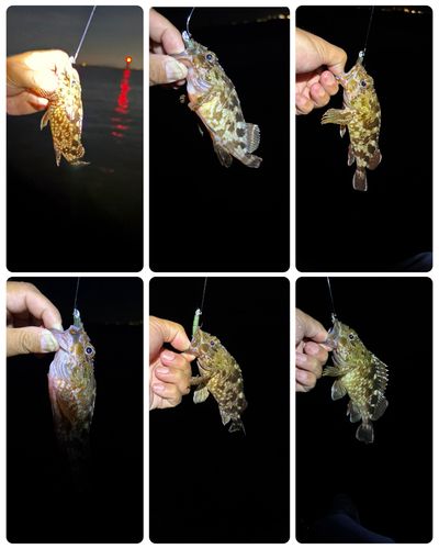 カサゴの釣果