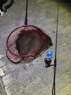 アカエイの釣果