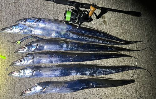 タチウオの釣果