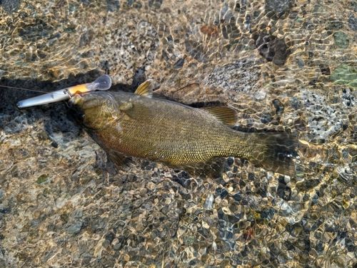 スモールマウスバスの釣果
