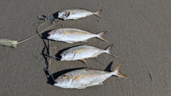 カンパチの釣果