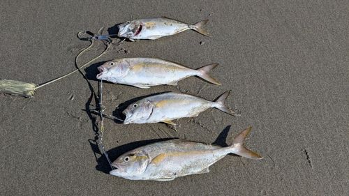 カンパチの釣果