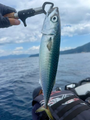サバの釣果