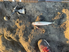 サバの釣果