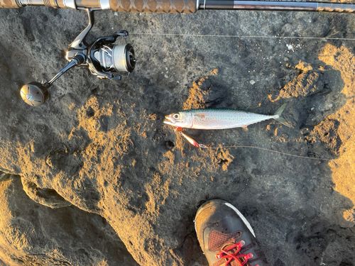 サバの釣果