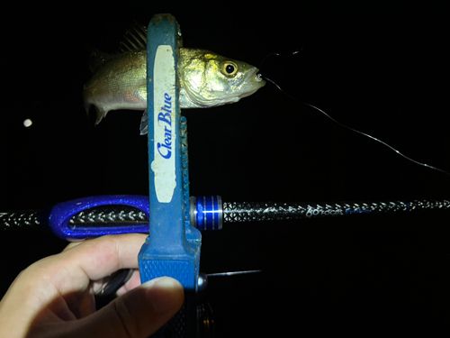 セイゴ（マルスズキ）の釣果