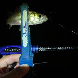 セイゴ（マルスズキ）