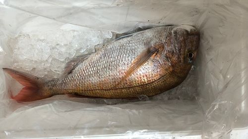 ケンサキイカの釣果