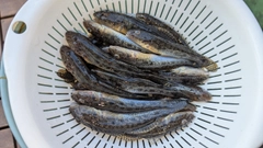 マハゼの釣果