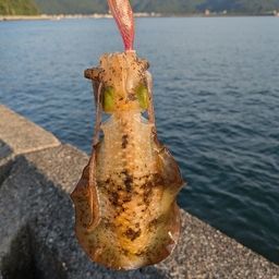 アオリイカ
