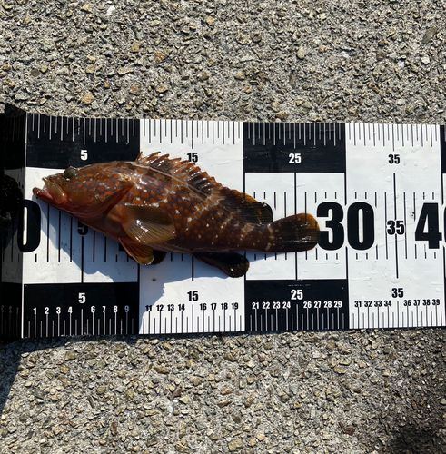 アコウの釣果