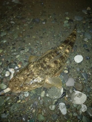 マゴチの釣果