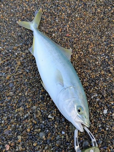ヤズの釣果