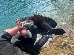 アザハタの釣果