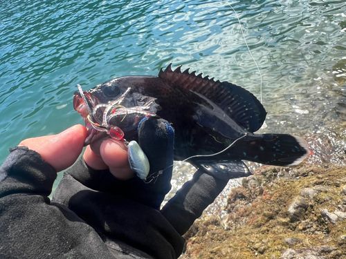 アザハタの釣果
