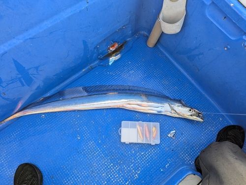 タチウオの釣果