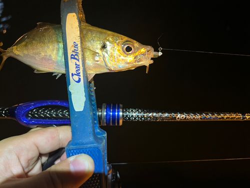 マアジの釣果