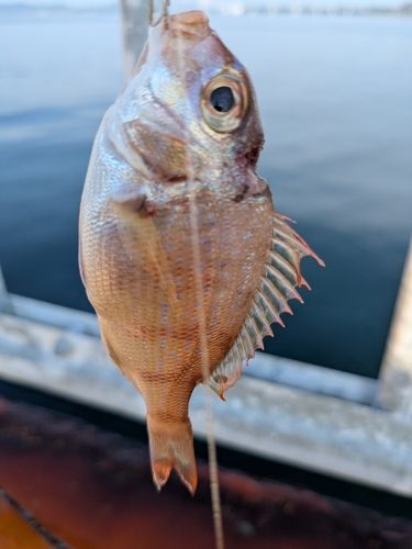 タイの釣果