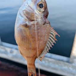 タイ