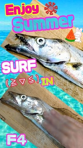 タチウオの釣果